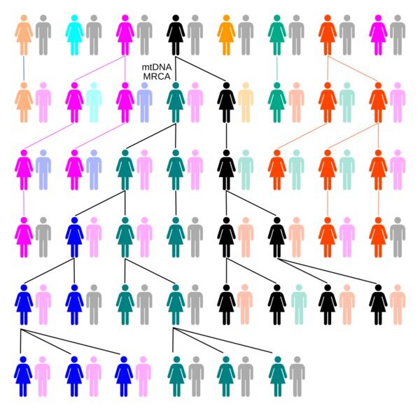 Schéma de six générations de femmes et d'hommes représentés par des pictogrammes colorés. Les lignées de mère en fille sont reliées par des traits ; plusieurs lignées s'arrêtent. Toutes les femmes de la dernière génération descendent, de mère en fille, d'une seule femme de la deuxième génération, marquée mtDNA MRCA.