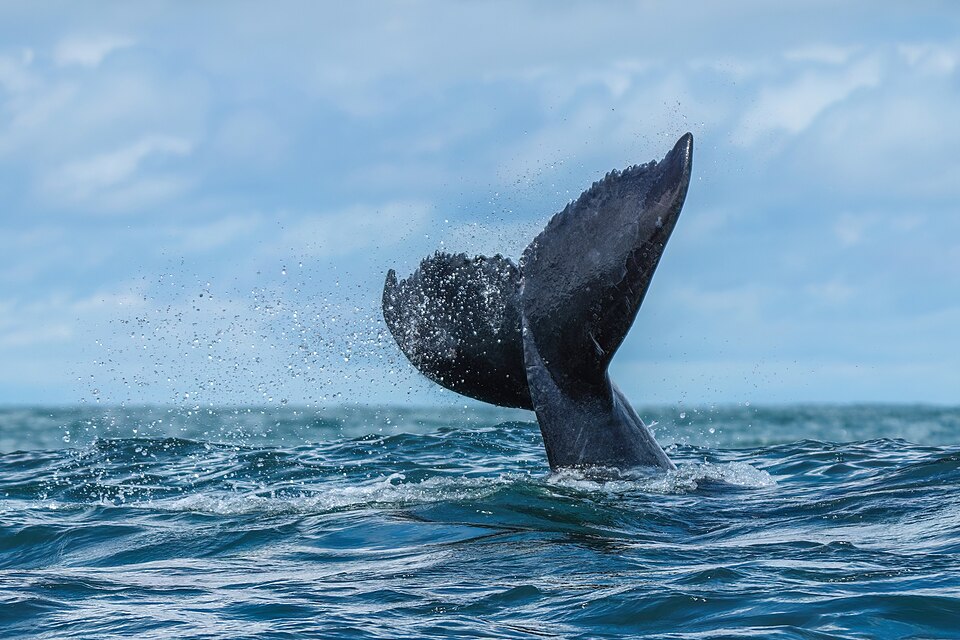 Nageoire caudale d'une baleine à bosse sortant de l'eau, avec un motif de taches blanches et noires sur la face inférieure.