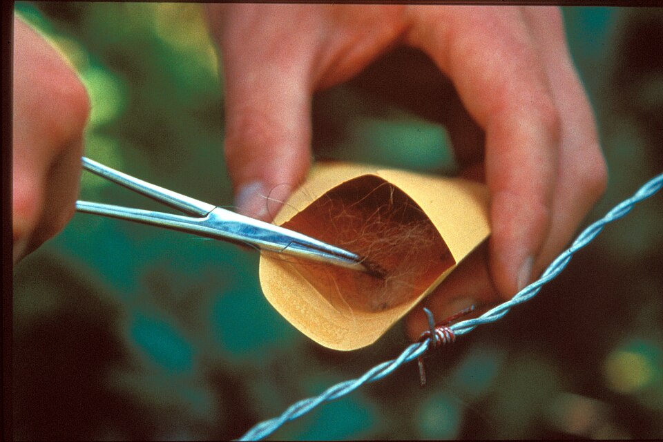 Une chercheuse en forêt prélève avec une pince des poils accrochés à un fil de fer barbelé tendu autour d'un arbre.