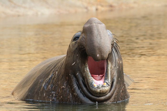 Un éléphant de mer du Nord mâle, la trompe dressée, la gueule ouverte, dans l'eau.