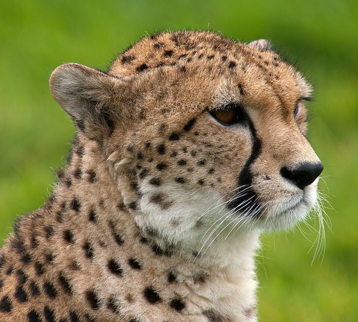 Portrait d'un guépard.
