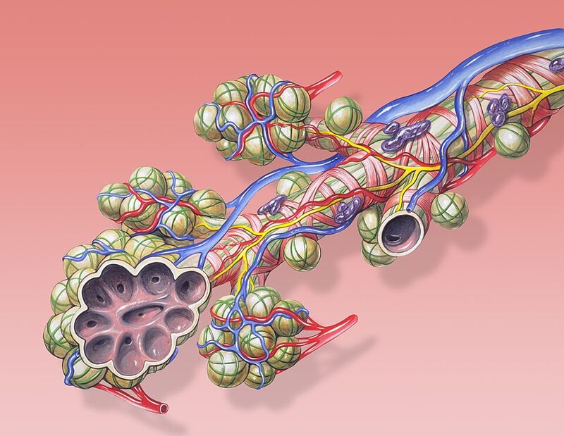 Illustration médicale en couleur : une petite bronche se termine par des grappes de sphères, les alvéoles, entourées de vaisseaux sanguins rouges et bleus ; une grappe est coupée pour montrer les alvéoles vides à l'intérieur.