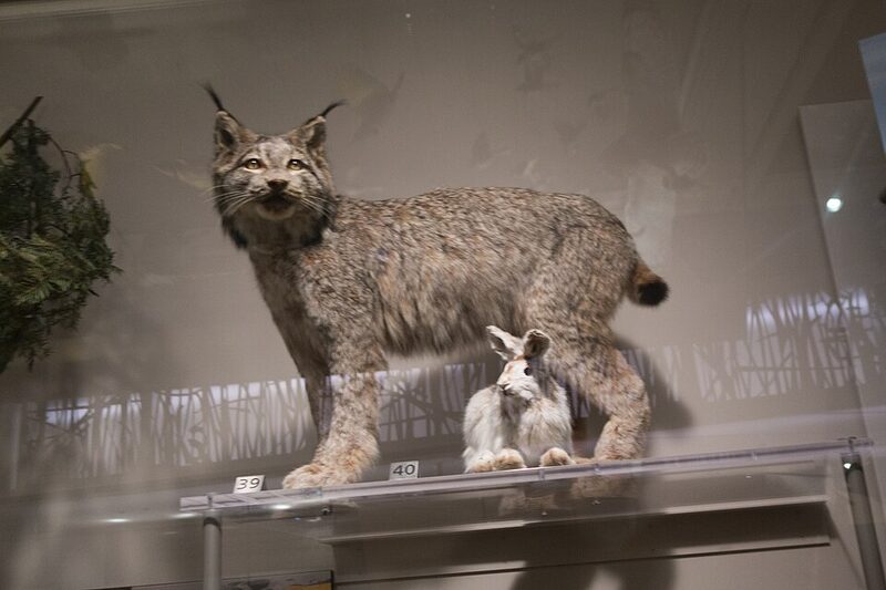 Un lynx du Canada naturalisé, debout, à côté d'un lièvre d'Amérique blanc, dans une vitrine de musée.