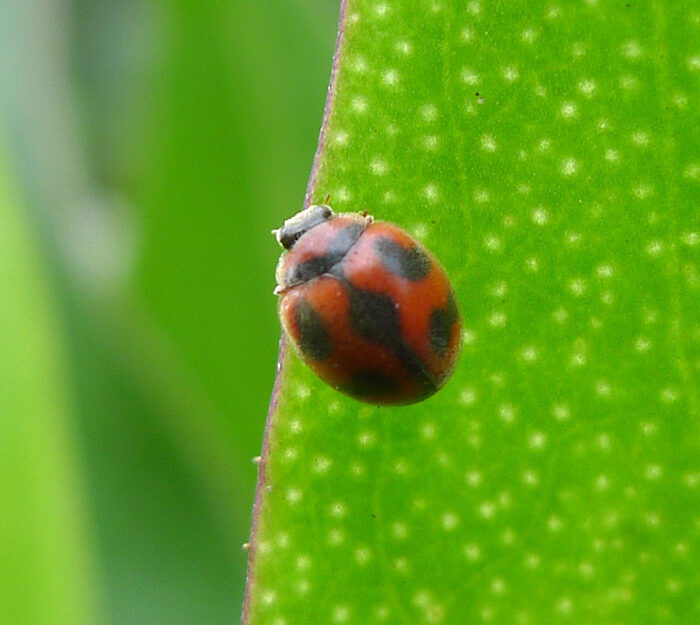 Une petite coccinelle rouge à taches noires sur une feuille verte.