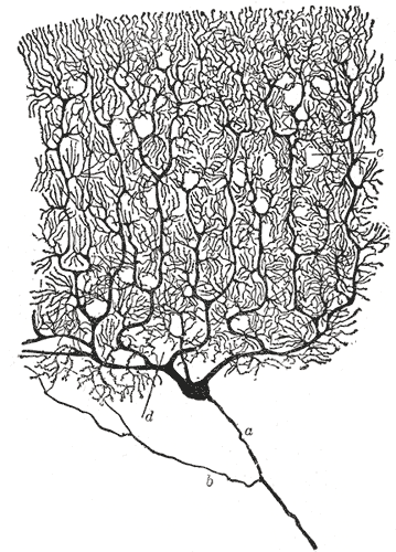 Dessin à l'encre d'un neurone : un corps cellulaire noir d'où partent vers le haut des dendrites très ramifiées et vers le bas un axone fin.