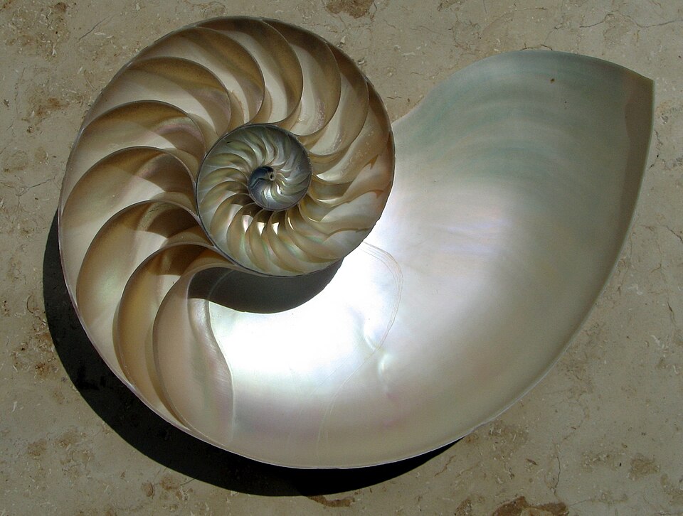 Coquille de nautile coupée en deux : une spirale de loges nacrées séparées par des cloisons courbes, de plus en plus grandes vers l'extérieur.