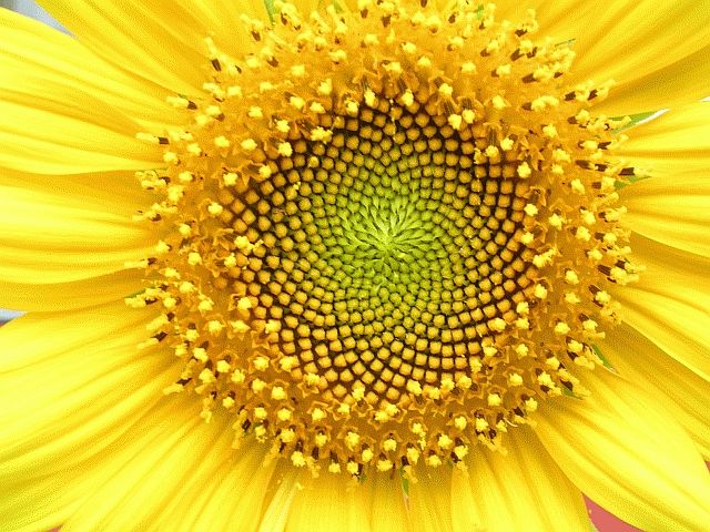 Gros plan sur le cœur d'un tournesol : des centaines de graines brunes disposées en spirales entrecroisées, entourées de pétales jaunes.