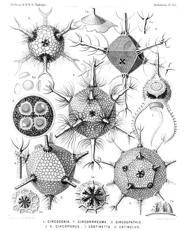Planche de dessins de radiolaires par Haeckel : squelettes géométriques hérissés d'épines, dont certains icosaédriques et octaédriques.
